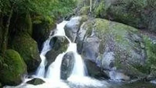 Extinderea lianelor pune in pericol ecosistemul padurilor tropicale