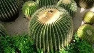 Cactusul umblator, veriga lipsa dintre lobopode si artropode