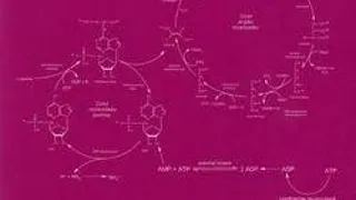 Teste comentate de biochimie