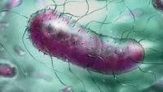 Bacteriile intestinale protejeaza soarecii de infectiile severe