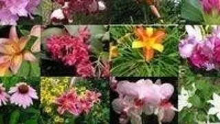 6 esente florale pentru depresie