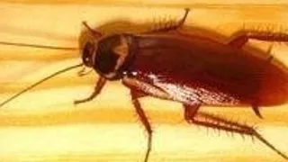 Top 5 curiozitati despre gandacii de bucatarie