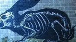 Scheletul unui iepure urias, descoperit in insula Minorca