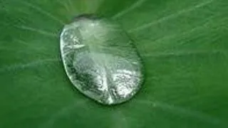 Restoration of freshwater ecosystems
