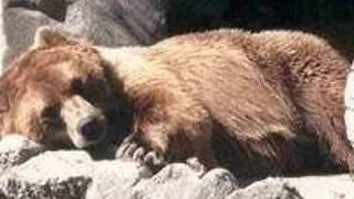 Hibernarea creste durata de viata a animalelor