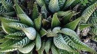 5 plante despre care nu stiai ca sunt toxice
