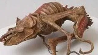 Top 7 cele mai ciudate animale