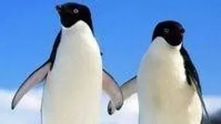 Pierderea penelor la pinguini, un mister pentru cercetatori