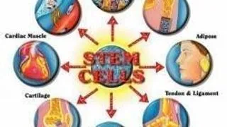 EUROPEAN SUMMER SCHOOL ON STEM CELLS