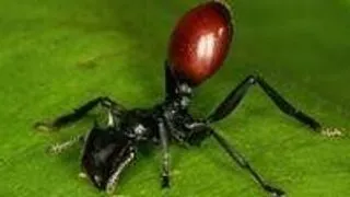 Cum reuseste ciuperca parazita sa controleze mintea furnicilor tropicale