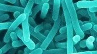 Bacteriile intestinale ar putea influenta comportamentul