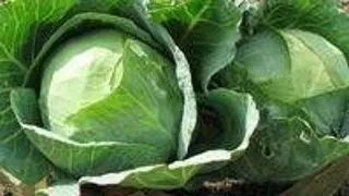 Legume si ierburi cu efect antibiotic