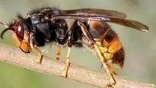 Top 7 insecte mortale