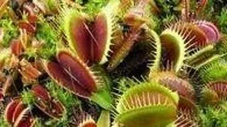 Top 5 plante carnivore fascinante