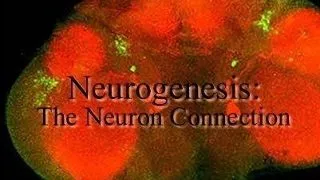 PhD position in adult physiological and regenerative neurogenesis