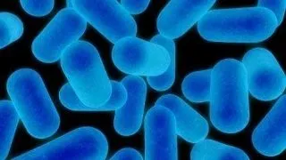 International PhD Program Molecular Cell Biology