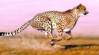 5 dintre cele mai rapide animale din lume