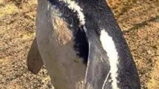 PINGUIN RATACIT LA 4.900 KM DE CASA