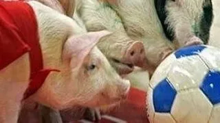 4 animale deosebit de inteligente