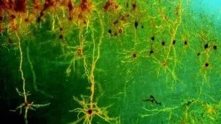 PhD position in Neurobiology