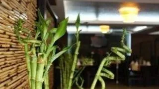 Wellness Cuisine sarbatoreste in fiecare zi a lunii martie Ziua Femeii