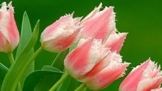 Flori de 8 Martie