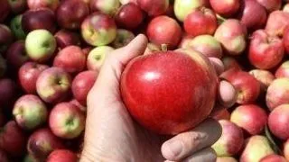 Cu ce inlocuiesti legumele si fructele contaminate cu pesticide