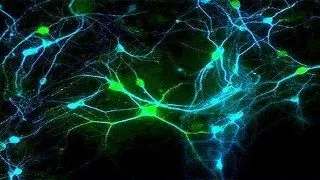 Neuroscience