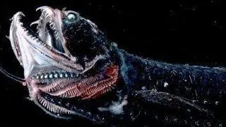 Top 6 cele mai oribile creaturi de la mare adancime