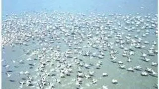 Rezervatia Biosferei Delta Dunarii