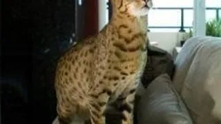PISICA DOMESTICA LEOPARD DE 22.000 $