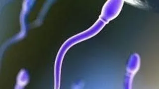 SPERMA ARTIFICIALA DIN CELULE STEM