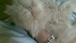 MANGAIERILE FAC ANIMALUL DE CASA MAI FERICIT