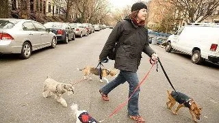 Top 5 rase de caini potrivite pentru studenti