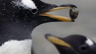 Cele mai interesante lucruri din lumea animalelor