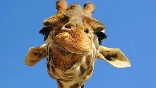 5 lectii de leadership pe care le invatam de la... girafe