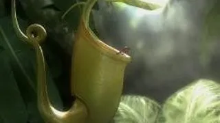 PLANTA CARNIVORA E MOFTUROASA