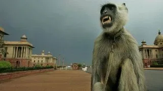 Joburi ciudate: Indienii angajeaza sperietori de maimute!