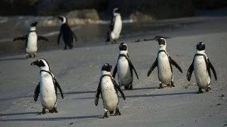 Limbajul secret al pinguinilor a fost decodat. Iata cum comunica simpaticele pasari!