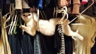 15 animalute funny care (aproape) reusesc sa foloseasca mobila asemeni oamenilor!