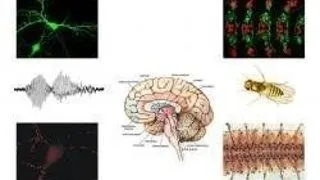 MASTERAT NEUROBIOLOGIE, UNIVERSITATEA BUCURESTI, FACULTATEA DE BIOLOGIE