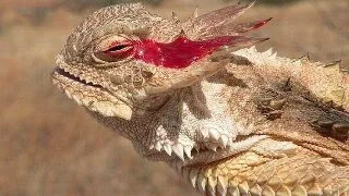 3 mecanisme ciudate de aparare ale animalelor