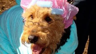 Just for fun: Cele mai funky costume de Halloween pentru catei