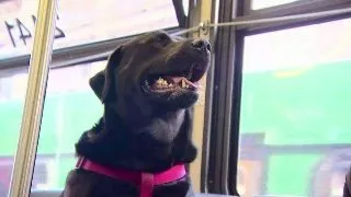 VIDEO: Cunoaste-l pe Eclipse, cainele care se duce singur cu autobuzul in parc!