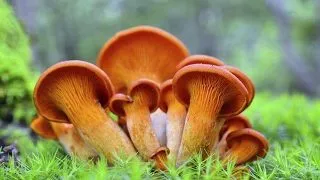 Curiozitati despre ciuperci: aceasta specie iti provoaca instant orgasm