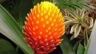 DECODOARE PENTRU PLANTE