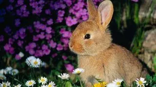 Test incredibil. Ce spune despre tine animalul preferat