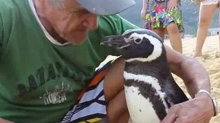 Poveste emotionanta Acest pinguin inoata 8.000 de kilometri ca sa isi viziteze salvatorul