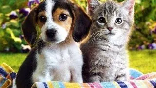 Cum le faci viata mai frumoasa animalelor tale de companie
