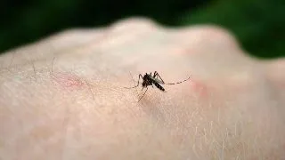 De ce ii ciupesc tantarii doar pe unii oameni si pe altii nu